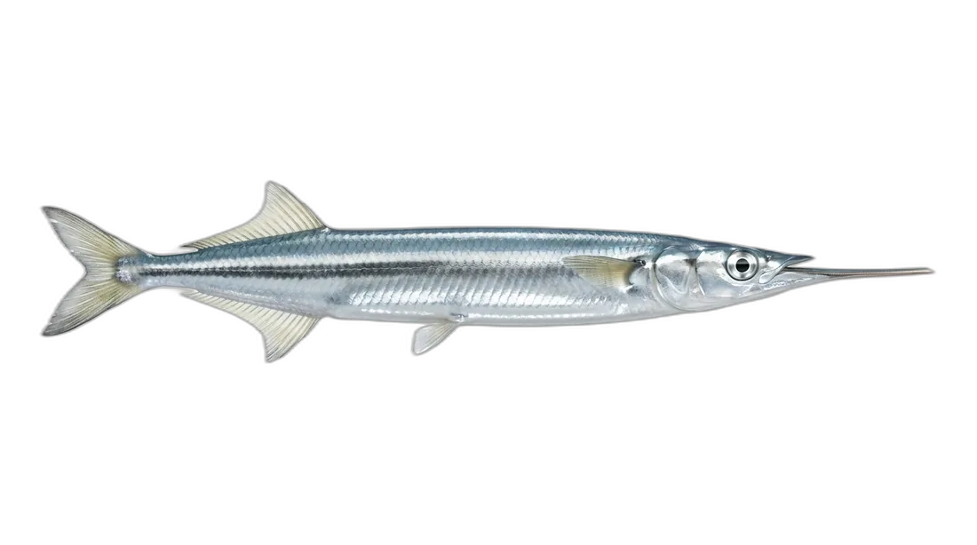 Keeled Needlefish