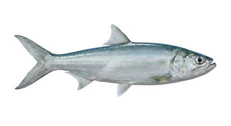 Ladyfish