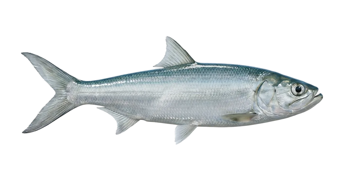 Ladyfish