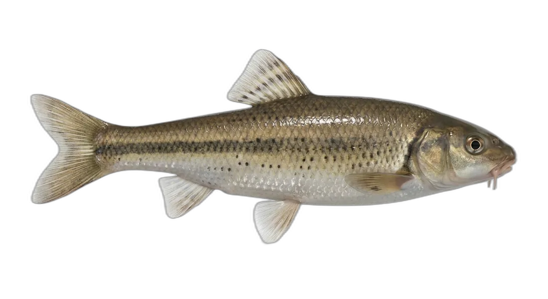 Lake Chub