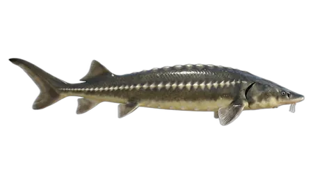 Lake Sturgeon