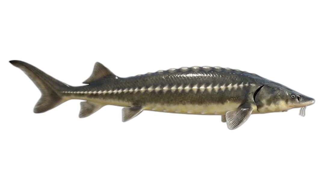 Lake Sturgeon