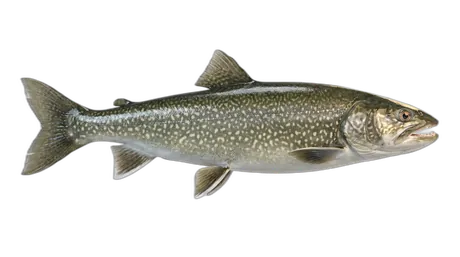 Lake Trout