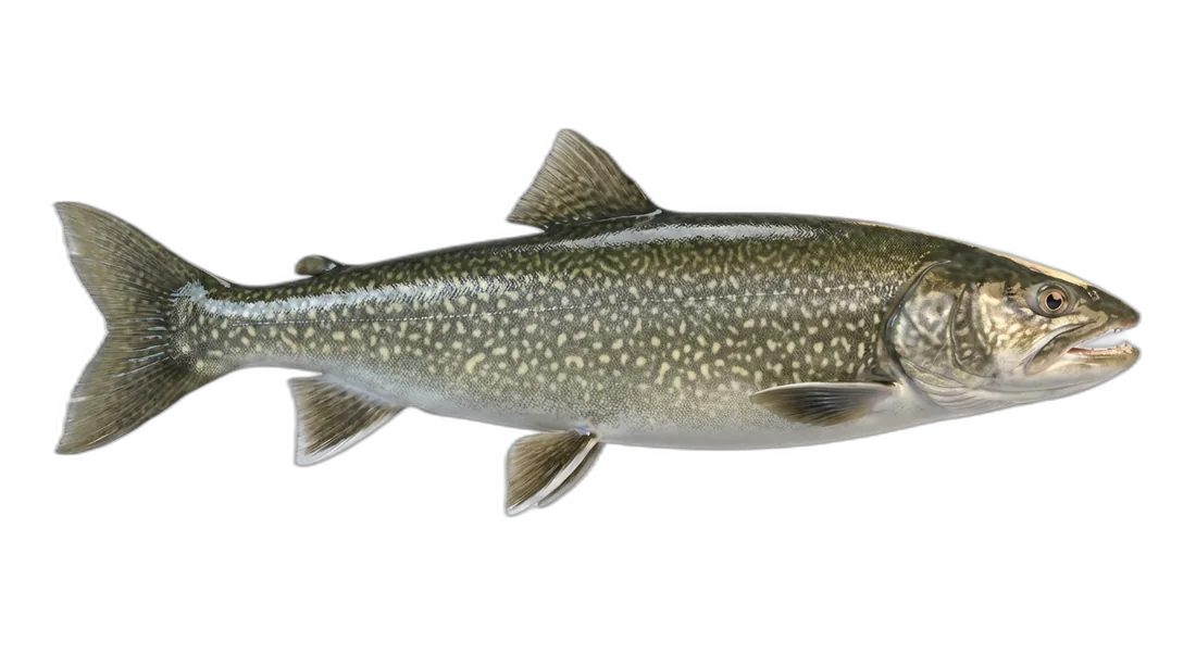Lake Trout