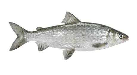 Lake Whitefish