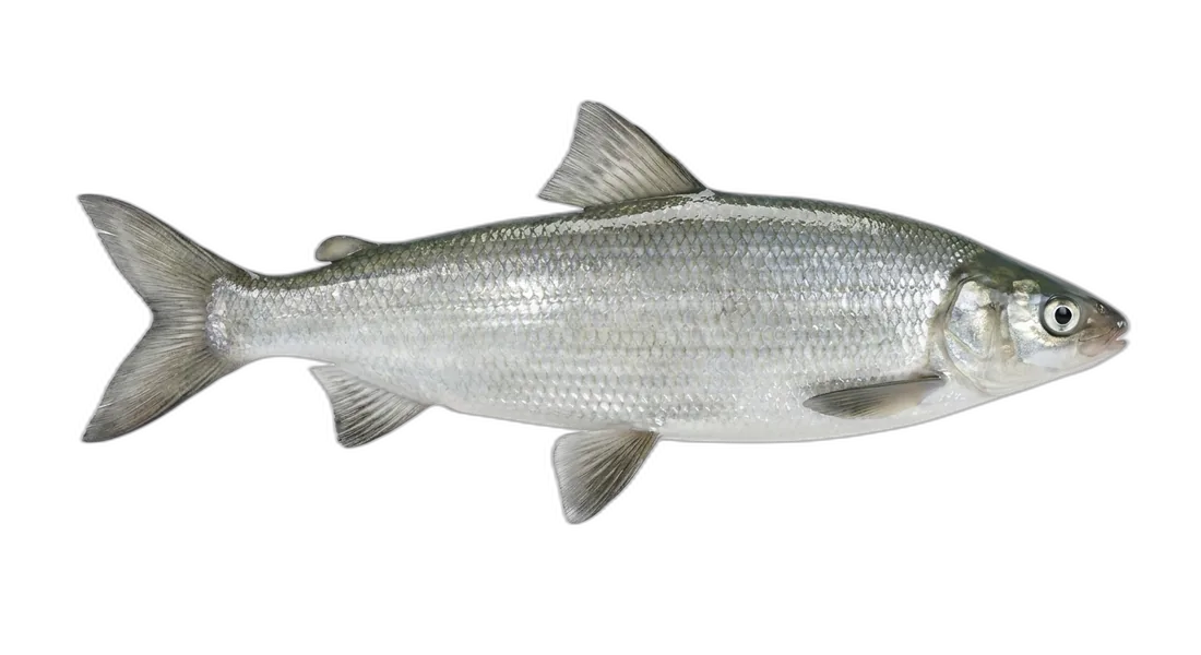 Lake Whitefish