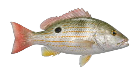 Lane Snapper