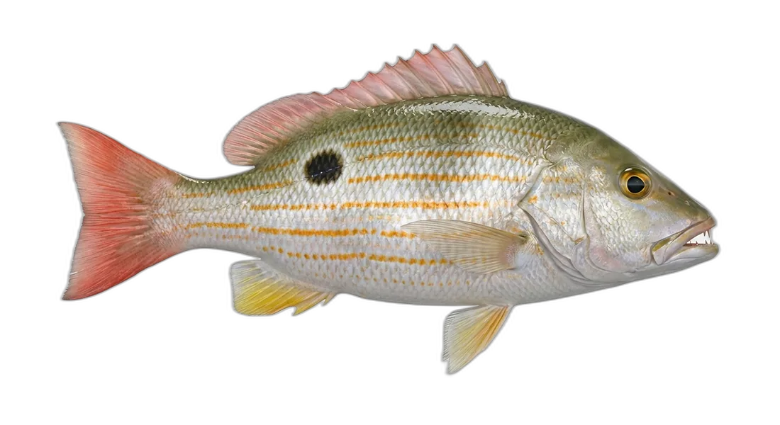 Lane Snapper