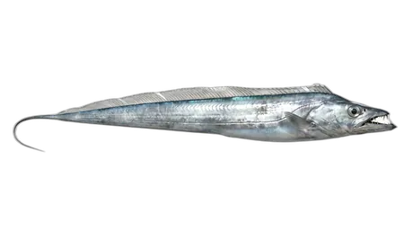 Largehead Hairtail