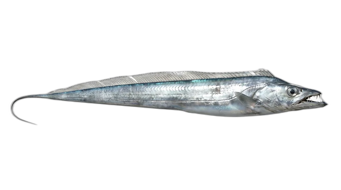Largehead Hairtail