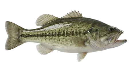 Largemouth Bass