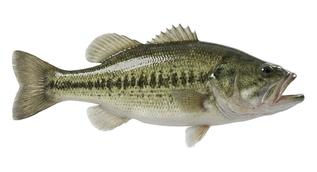 Largemouth Bass