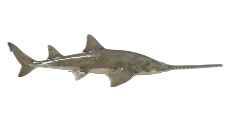 Largetooth Sawfish