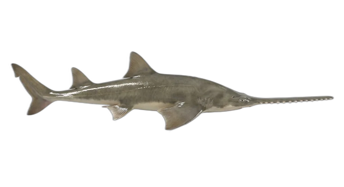 Largetooth Sawfish