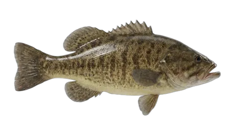 Leather Bass