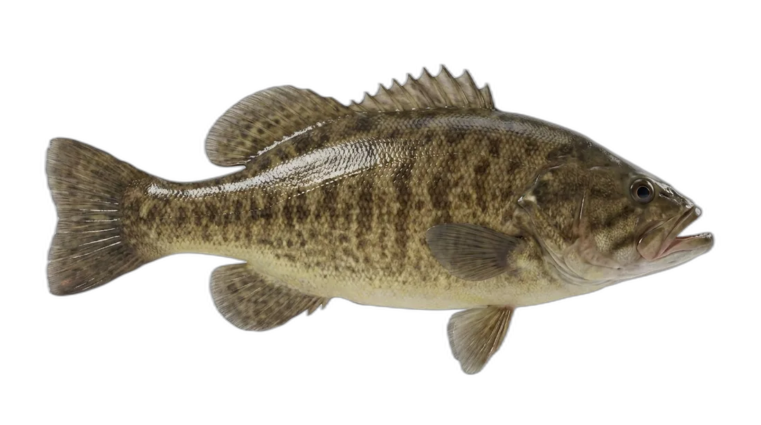 Leather Bass
