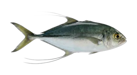 Leatherjacket