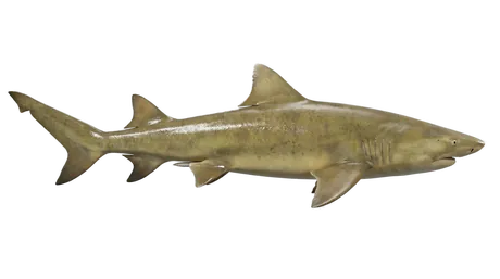Lemon Shark