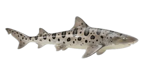 Leopard Shark