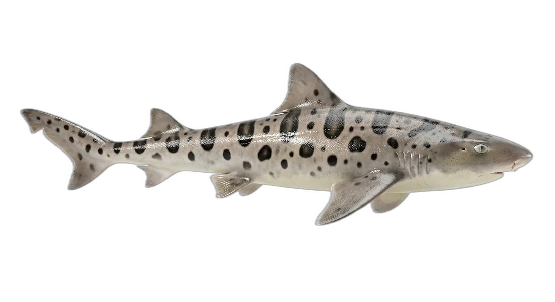 Leopard Shark