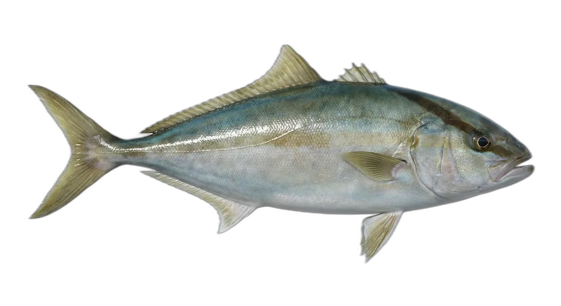 Lesser Amberjack