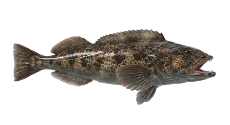 Lingcod