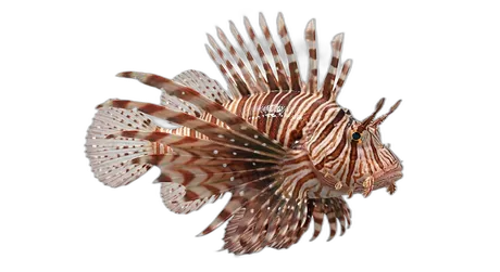 Lionfish