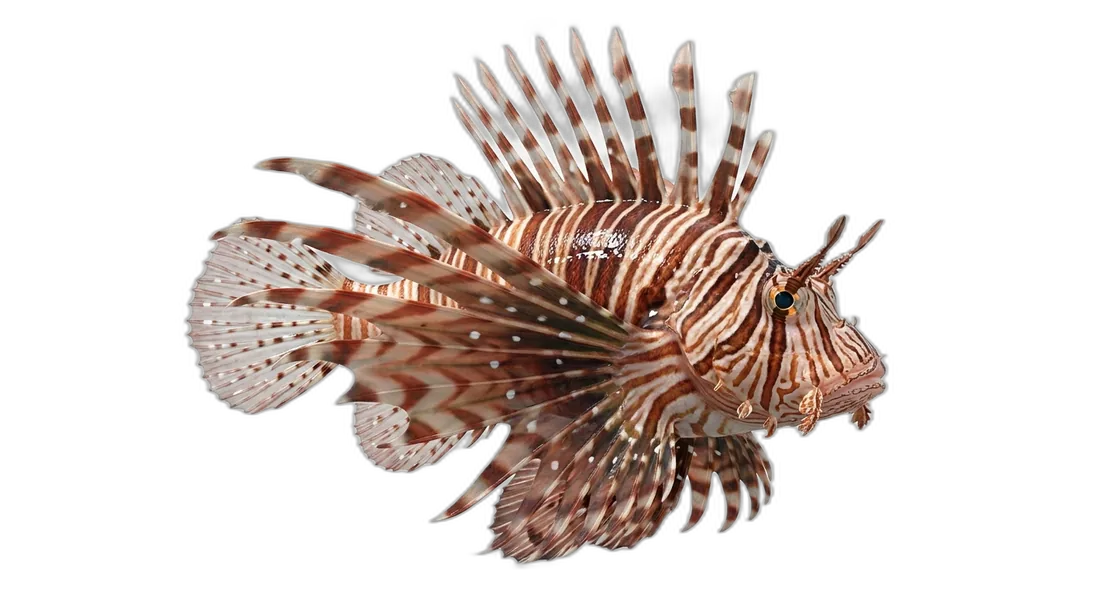 Lionfish