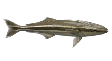Live Sharksucker