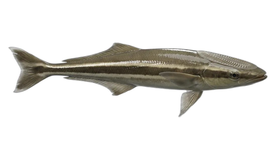 Live Sharksucker