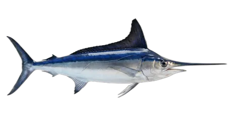 Longbill Spearfish