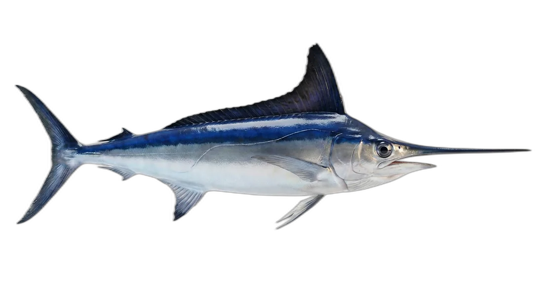 Longbill Spearfish