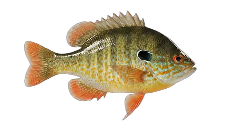 Longear Sunfish