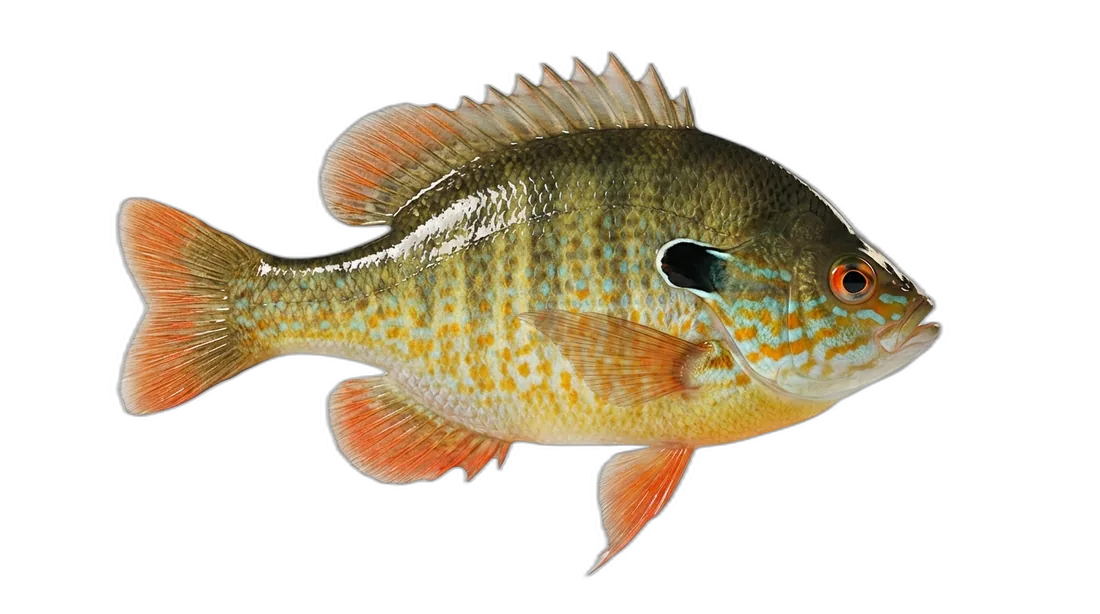 Longear Sunfish