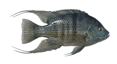 Longfin Tilapia