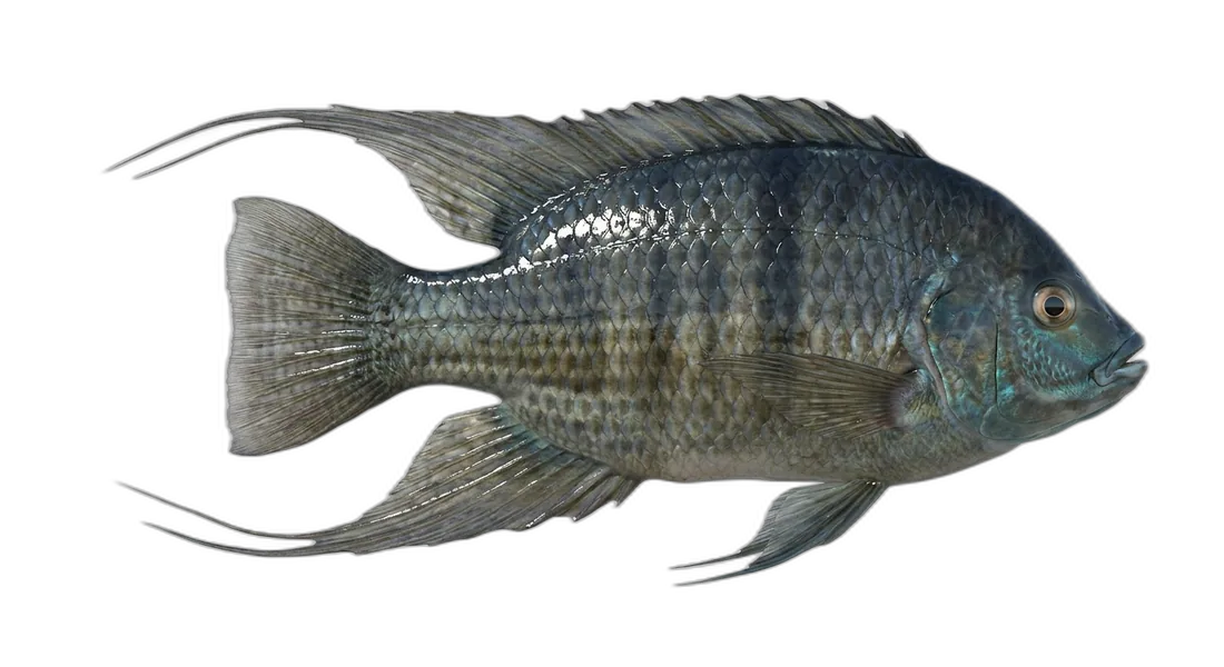Longfin Tilapia
