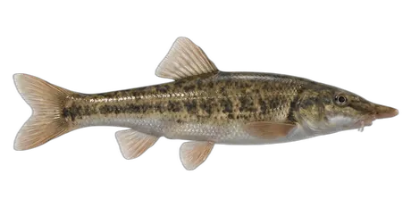 Longnose Dace