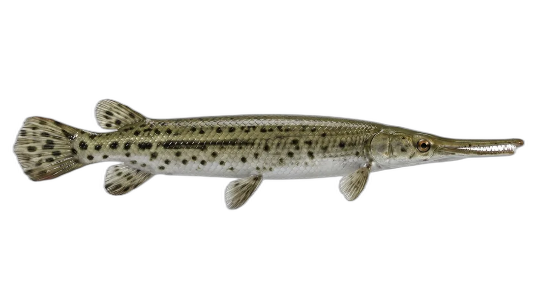 Longnose Gar