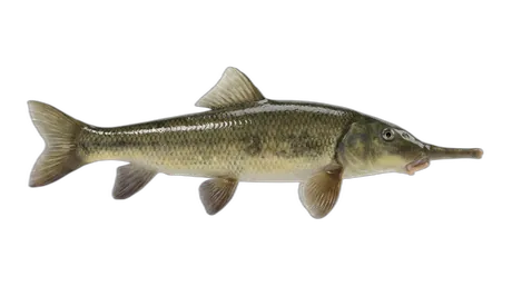 Longnose Sucker