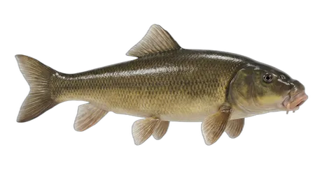 Lost River Sucker