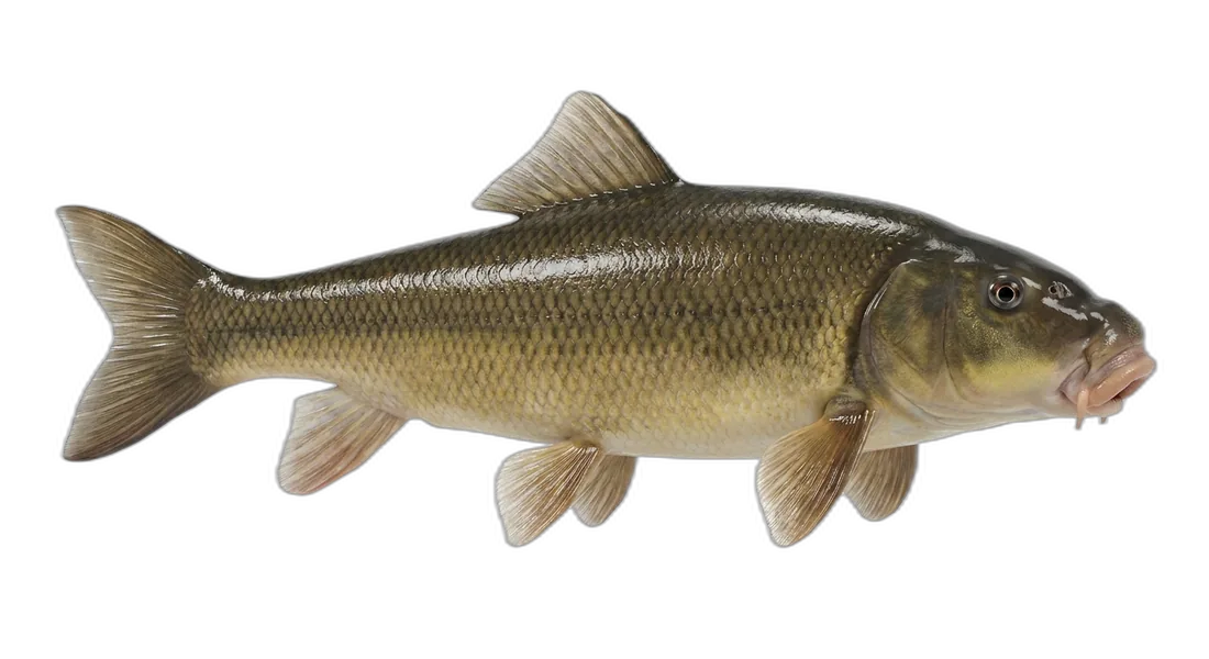 Lost River Sucker