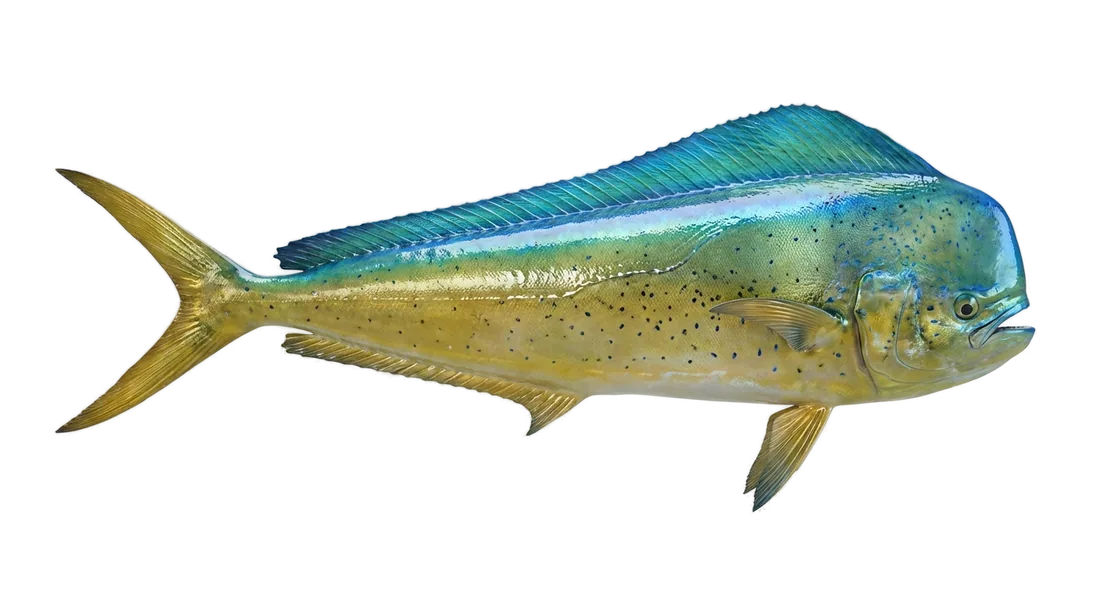 Mahi-Mahi