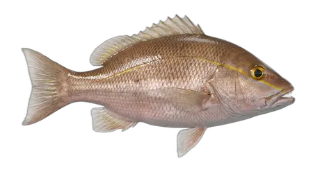 Mahogany Snapper