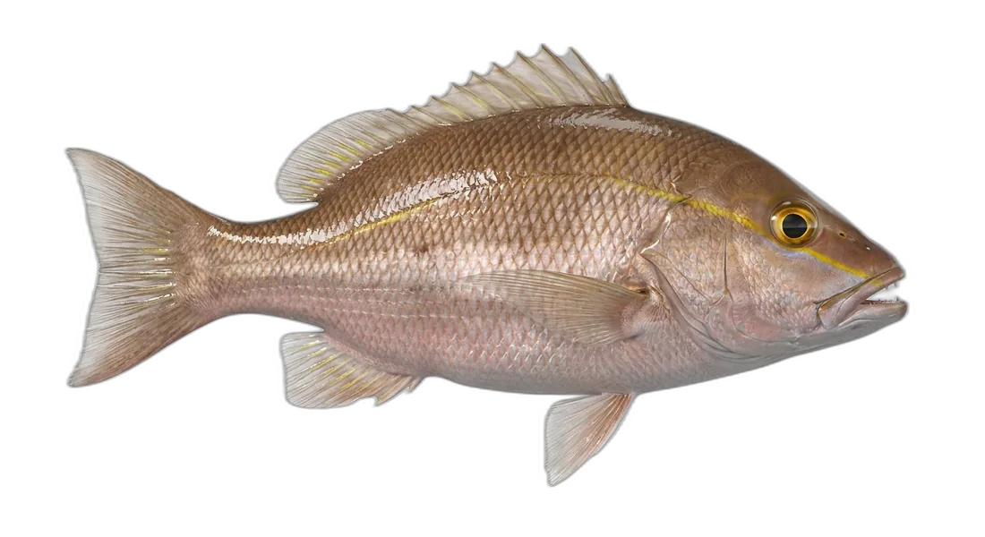Mahogany Snapper