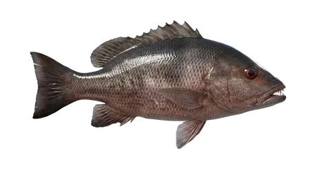 Mangrove Snapper