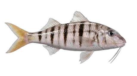 Manybar Goatfish