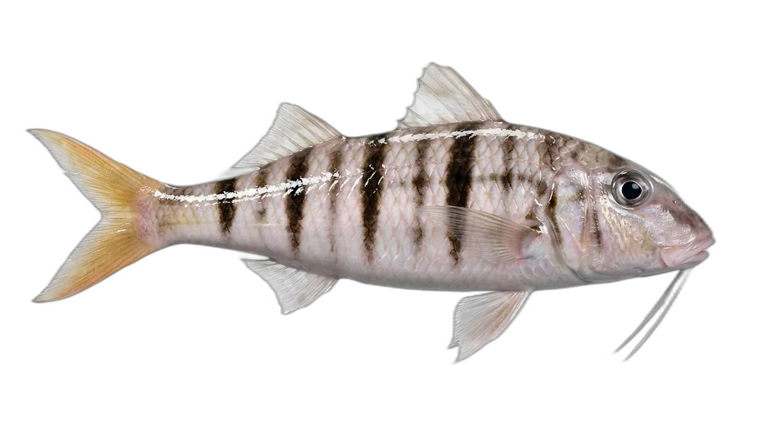 Manybar Goatfish
