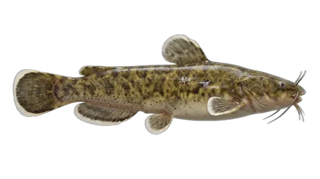Margined Madtom