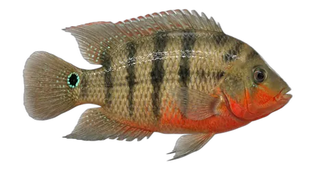 Mayan Cichlid