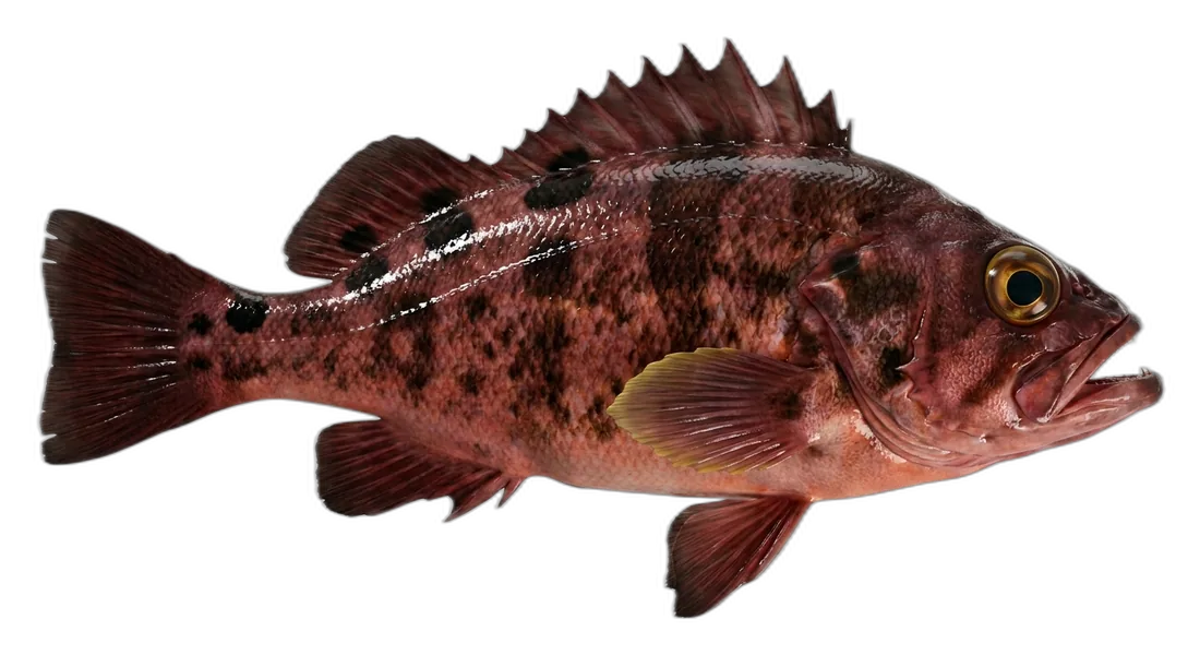 Mexican Rockfish